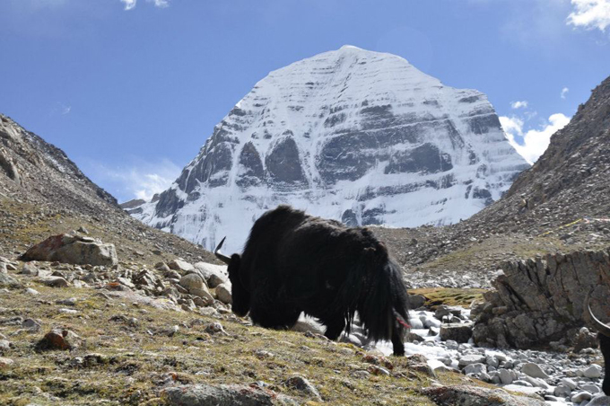 yak